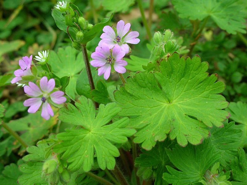 Geranium molle / Geranio volgare
